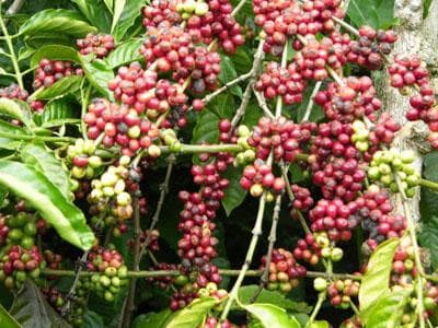 BẢO HIỂM CÂY CÀ PHÊ