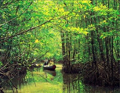 THAY ĐỔI PHONG CÁCH SỐNG ĐỂ BẢO VỆ RỪNG