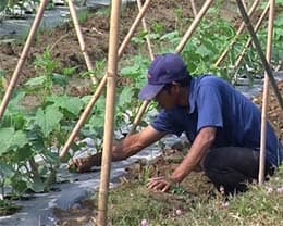 NÔNG DÂN THUÊ KỸ SƯ