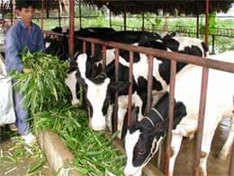 TRÁCH NHIỆM CỦA NHÀ NÔNG