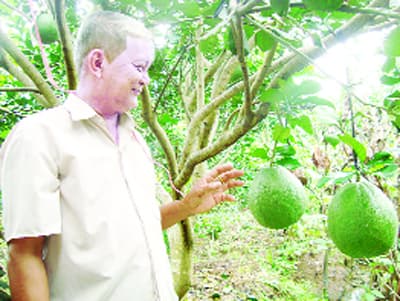 “Thần nông” xứ dừa