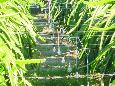 Cái bóng điện ở “vương quốc” thanh long