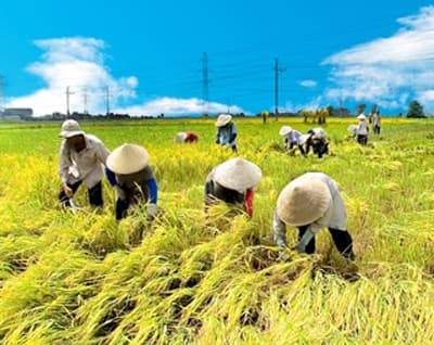 NÔNG NGHIỆP, NÔNG DÂN VƯỢT KHÓ