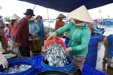 Cuối mùa cá cơm ở Cảng cá Hòn Rớ