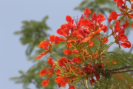 Hà Nội mùa hoa đỏ về