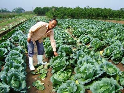 VỪA  ĂN, VỪA SỢ