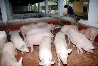 Toàn quân đẩy mạnh tăng gia sản xuất, nâng cao đời sống bộ đội