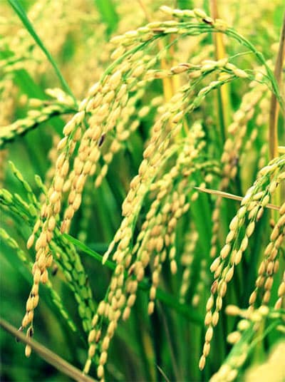 "NÂNG TẦM VÓC HẠT GẠO VUA HÙNG"