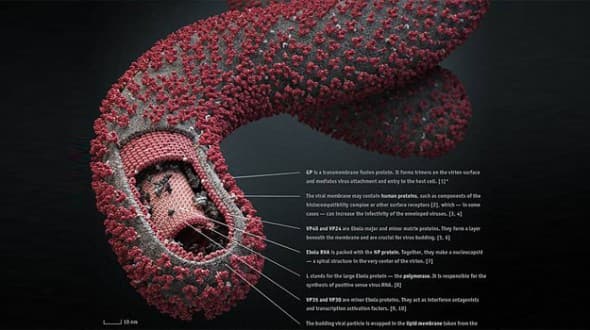 Những điểm cần lưu ý trong chẩn đoán, điều trị và phòng chống bệnh dịch do vi rút Ebola gây ra