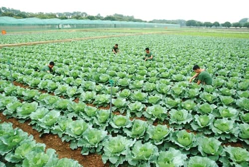 Mô hình V.A.C ở Trung đoàn 102