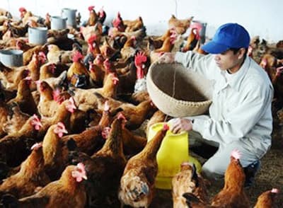 HỖ TRỢ NGƯỜI CHĂN NUÔI
