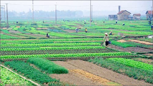 ĐỂ LUẬT ĐẤT ĐAI VÀO CUỘC SỐNG