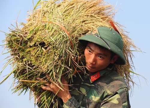 Trung đoàn 8 dồn quân cứu lúa