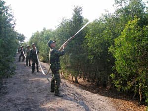 QUÂN ĐỘI TRỒNG VÀ BẢO VỆ RỪNG