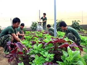 Sử dụng rau, quả tươi trong bữa ăn hằng ngày