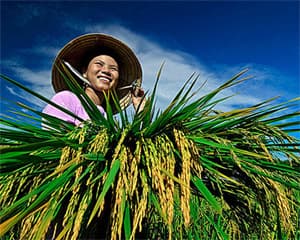 NÔNG DÂN CHÀO CỜ ĐẦU TUẦN