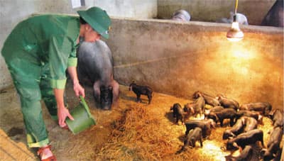 Ứng dụng khoa học, kỹ thuật mới trong chăn nuôi, trồng trọt