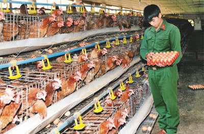 Hình ảnh hoạt động tăng gia sản xuất Sư đoàn 312