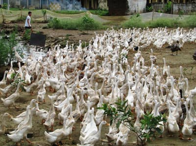 Ba biện pháp giữ vững chất lượng bữa ăn bộ đội ở Trường Sĩ quan đặc công