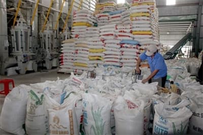 GẠO VIỆT THUA THIỆT SÂN NHÀ