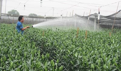 Sắc Xuân về trên làng hoa Tây Tựu