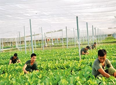 Phát huy mọi nguồn lực đẩy mạnh xây dựng các mô hình tăng gia sản xuất tập trung