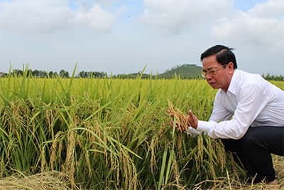 Người làm lúa giống “số một” Việt Nam