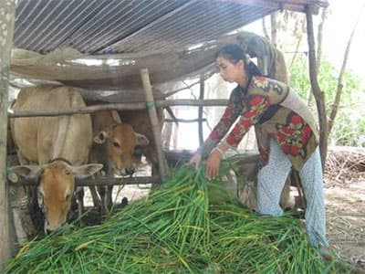 VIỆC LÀM CHO CỤM DÂN CƯ VƯỢT LŨ
