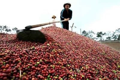PHÁT TRIỂN BỀN VỮNG NGÀNH CÀ PHÊ