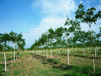 GIÚP NGƯỜI TRỒNG CAO SU MIỀN TRUNG