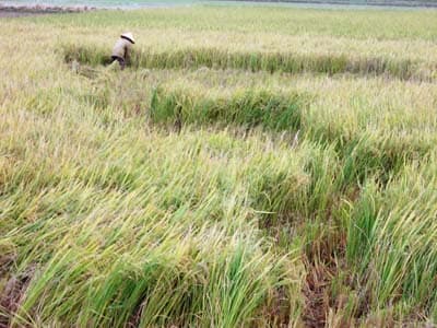 AN TOÀN GIỐNG CÂY TRỒNG, VẬT NUÔI