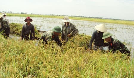Bộ đội giúp dân dựng nhà, gặt lúa sau cơn bão số 3