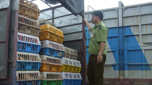 AI CHẶN GIA CẦM NHẬP LẬU?
