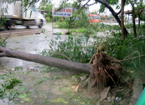 Hà Tĩnh: Nhiều cây xanh đổ trong bão số 10