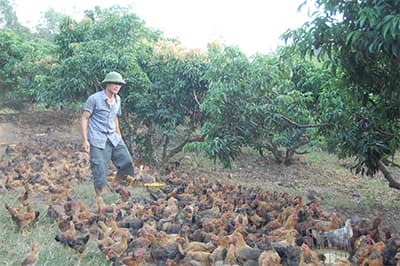 Về Sơn Động "hái" gà