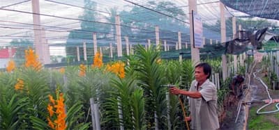 Phát triển nông nghiệp từ cây, con giống chất lượng cao