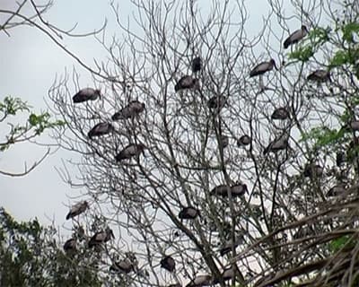 ĐÀN CHIM DI TRÚ  VÀ “NHẠY CẢM MÔI TRƯỜNG”
