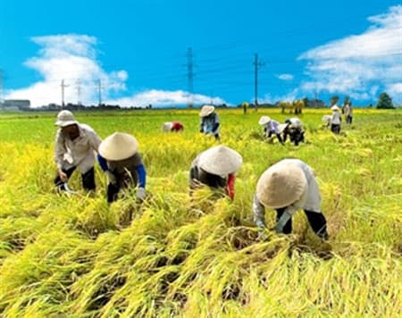 NHÀ NÔNG TRÔNG ĐỢI